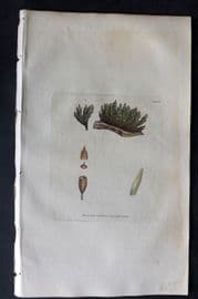 Sowerby 1805 Hand Col Botanical Print. Rough Single-Fringed Bristle Moss 1423