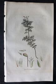 Sowerby 1805 Hand Col Botanical Print. Shining Tamarisk Feather Moss 1424