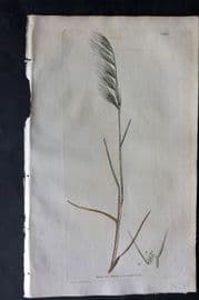 Sowerby 1805 Hand Col Botanical Print. Single Husked Fescue Grass 1430