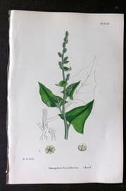Sowerby 1868 Hand Col Botanical Print. Allgood 1199