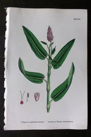 Sowerby 1868 Hand Col Botanical Print. Amphibious Bistort 1241