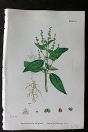 Sowerby 1868 Hand Col Botanical Print. Annual Dog's Mercury 1269