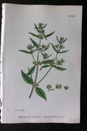 Sowerby 1868 Hand Col Botanical Print. Annual Dog's Mercury 1270