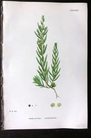 Sowerby 1868 Hand Col Botanical Print. Annual Sea-Blite 1179