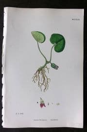 Sowerby 1868 Hand Col Botanical Print. Asarabacca 1249