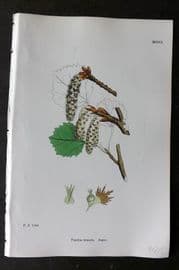 Sowerby 1868 Hand Col Botanical Print. Aspen 1301