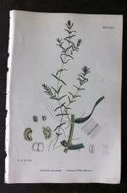 Sowerby 1868 Hand Col Botanical Print. Autumnal Water Starwort 1275