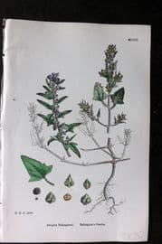 Sowerby 1868 Hand Col Botanical Print. Babington's Orache 1206