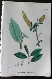 Sowerby 1868 Hand Col Botanical Print. Bay Leaved Willow 1303