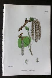 Sowerby 1868 Hand Col Botanical Print. Black Poplar 1302