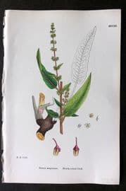 Sowerby 1868 Hand Col Botanical Print. Bloody Veined Dock 1211