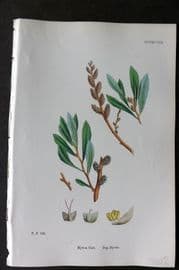 Sowerby 1868 Hand Col Botanical Print. Bog Myrtle 1298