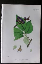 Sowerby 1868 Hand Col Botanical Print. Broad Leaved Elm 1287