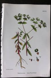 Sowerby 1868 Hand Col Botanical Print. Bush Wated Spurge 1256