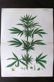 Sowerby 1868 Hand Col Botanical Print. Cannabis Sativa Common Hemp 1283