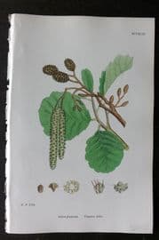 Sowerby 1868 Hand Col Botanical Print. Common Alder 1294