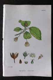Sowerby 1868 Hand Col Botanical Print. Common Beech 1291
