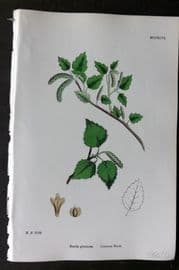 Sowerby 1868 Hand Col Botanical Print. Common Birch 1296
