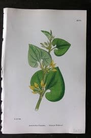 Sowerby 1868 Hand Col Botanical Print. Common Birthwort 1250