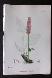 Sowerby 1868 Hand Col Botanical Print. Common Bisort 1243