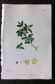 Sowerby 1868 Hand Col Botanical Print. Common Box 1252