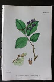 Sowerby 1868 Hand Col Botanical Print. Common Elm 1285