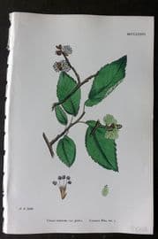 Sowerby 1868 Hand Col Botanical Print. Common Elm 1286
