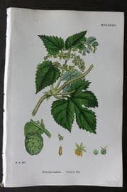 Sowerby 1868 Hand Col Botanical Print. Common Hop 1284