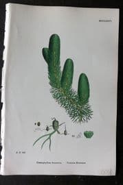 Sowerby 1868 Hand Col Botanical Print. Common Hornwort 1276