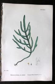 Sowerby 1868 Hand Col Botanical Print. Common Marsh Samphire 1181