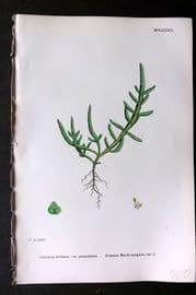 Sowerby 1868 Hand Col Botanical Print. Common Marsh Samphire 1182