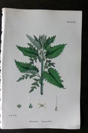 Sowerby 1868 Hand Col Botanical Print. Common Nettle 1279
