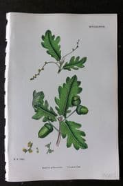 Sowerby 1868 Hand Col Botanical Print. Common Oak 1288