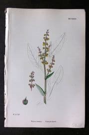 Sowerby 1868 Hand Col Botanical Print. Common Sorrel 1223