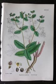 Sowerby 1868 Hand Col Botanical Print. Coral Spurge 1259