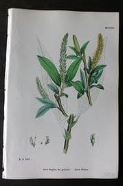 Sowerby 1868 Hand Col Botanical Print. Crack Willow 1306