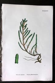 Sowerby 1868 Hand Col Botanical Print. Creeping Marsh Samphire 1183