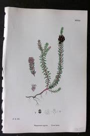 Sowerby 1868 Hand Col Botanical Print. Crow-berry 1251