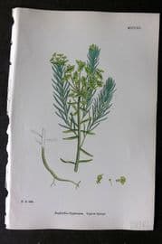 Sowerby 1868 Hand Col Botanical Print. Cyprus Spurge 1262