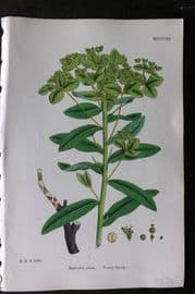Sowerby 1868 Hand Col Botanical Print. Downy Spurge 1258