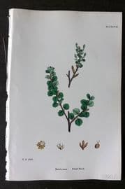 Sowerby 1868 Hand Col Botanical Print. Dwarf Birch 1297