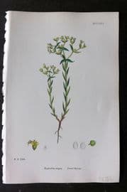 Sowerby 1868 Hand Col Botanical Print. Dwarf Spurge 1266