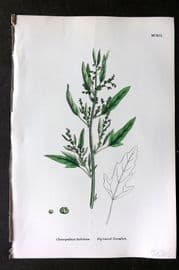 Sowerby 1868 Hand Col Botanical Print. Fig leaved Goosefoot 1191