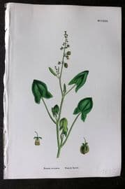 Sowerby 1868 Hand Col Botanical Print. French Sorrel 1222