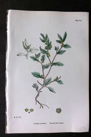 Sowerby 1868 Hand Col Botanical Print. Frosted Sea Orache 1207