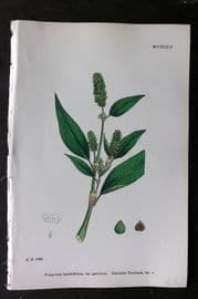 Sowerby 1868 Hand Col Botanical Print. Glandular Persicaria 1239