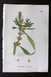 Sowerby 1868 Hand Col Botanical Print. Golden Dock 1212