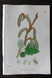 Sowerby 1868 Hand Col Botanical Print. Gray Poplar 1300