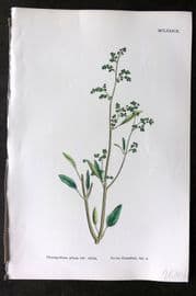 Sowerby 1868 Hand Col Botanical Print. Green Goosefoot 1189