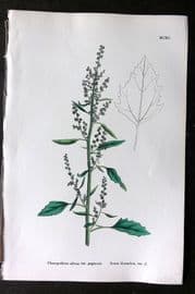 Sowerby 1868 Hand Col Botanical Print. Green Goosefoot 1190